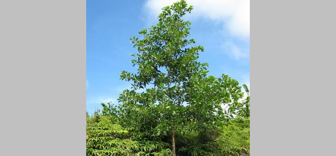 Acacia Mangium