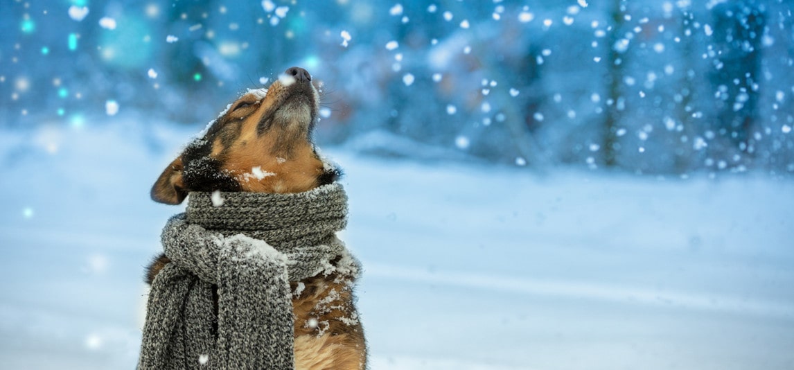 take care of dog this winter
