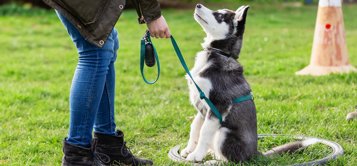 tips for leash training puppy