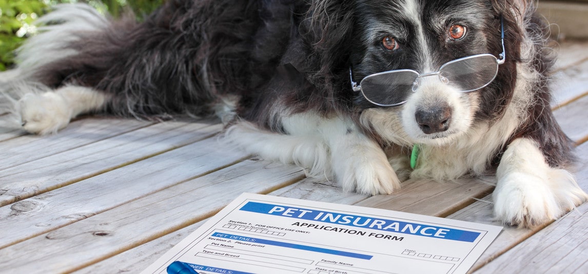 know about pet insurance