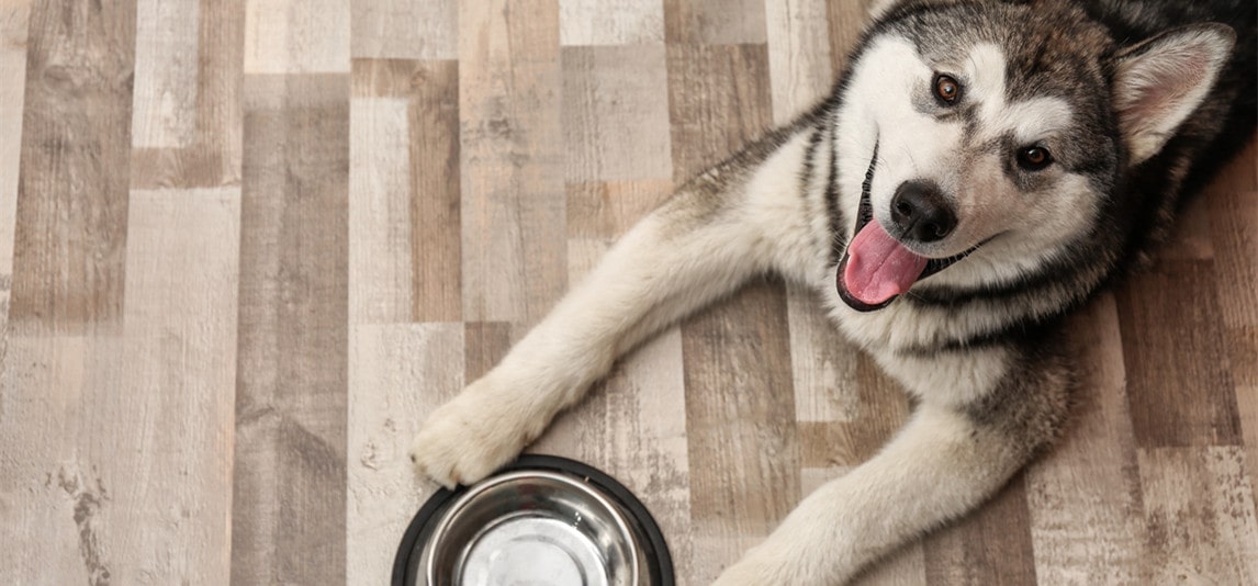 pick the best food for your pet